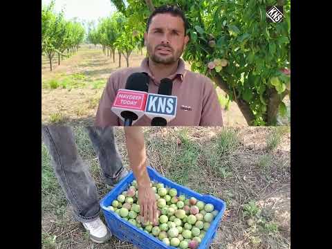 Plum Harvest Begins in Kashmir, Growers Raise Concerns Over Low Prices and Transportation Issues.