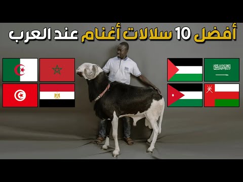 , title : 'من هي افضل سلالة كباش و ماعز عند الدول العربية | تصنيف لأفضل 10 سلالات اغنام عند العرب'