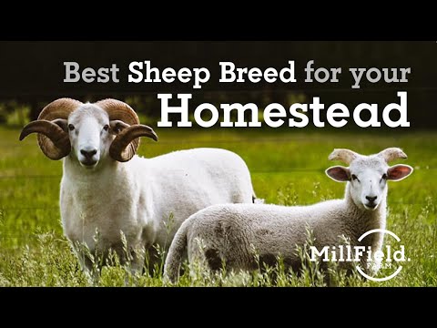 , title : 'Best sheep breed for your Homestead'