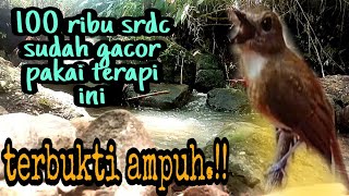 Download lagu terapi srdc agar cepat bunyi, pancingan srdc macet bunyi, terapi srdc pagi hari, masteran srdc mp3