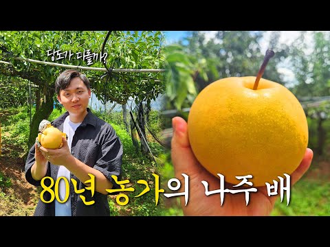 2대째 농사지은 나주 배 당도 검증 — 제대로농수산