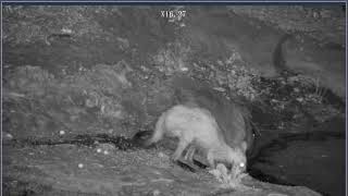 Thumbnail del capítulo