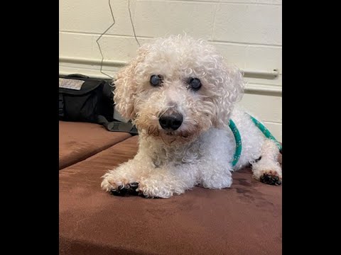 Dizzy is paralyzed after surgery but walks again!!