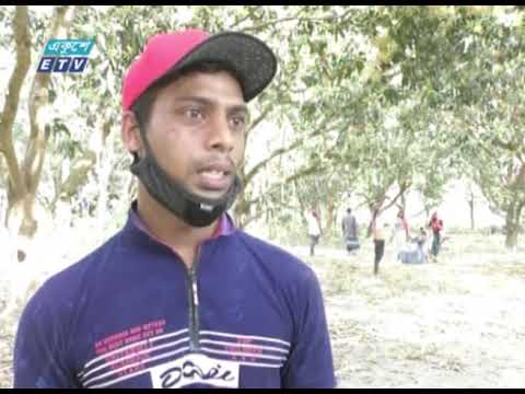 মেহেরপুরে আমের ব্যাপক মুকুল | ETV News