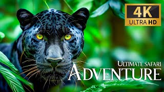Ultimate Safari Adventure 4K 🐾 Discovery Amazing Wild Film with Relaxing Piano Music & Real Sound
