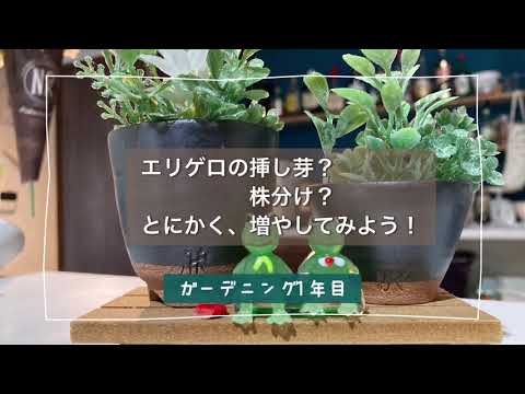 園芸 ヒメバネ、エリゲロン