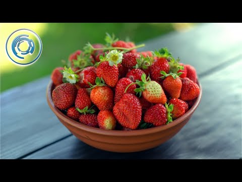 The Future of Strawberry Farming & Harvesting with Hydroponics