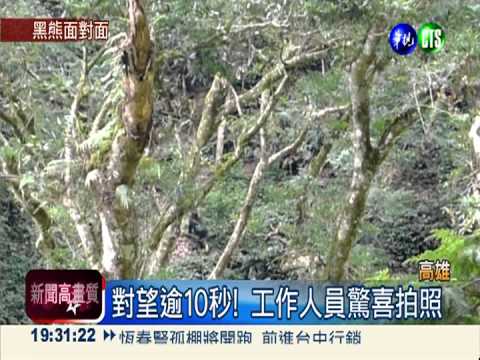 對看10秒鐘! 台灣黑熊下山覓食