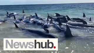 'Pretty upsetting': Heartbreaking scenes as 160 whales stranded in Western Australia | Newshub