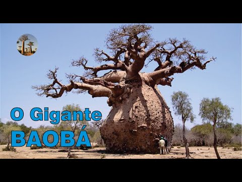 O Gigante Baobá, árvore testemunha da história.