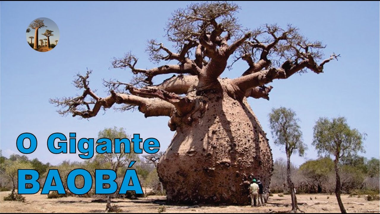 O Gigante Baobá, árvore testemunha da história.