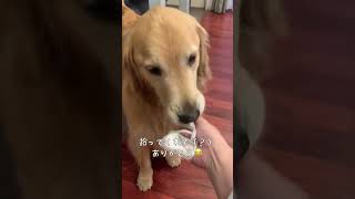 ゴールデンミサイル#ゴールデンレトリバー #ゴールデンレトリバーのいる暮らし #犬と子どものいる暮らし #癒しわんこ