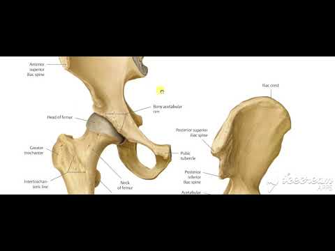 Vastus Lateralis muscle