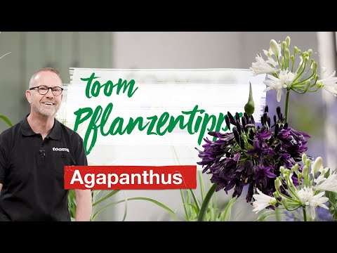 toom Pflanzentipps - Agapanthus