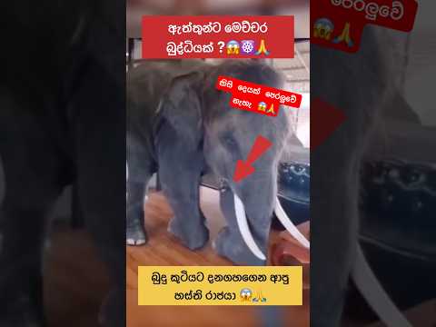 ඇත්තුන්ට මෙච්චර බුද්ධියක්?😱හාස්කමක්🙏