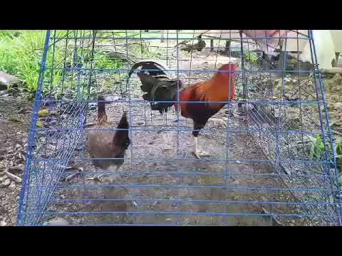 Bruce Barnett Sweater