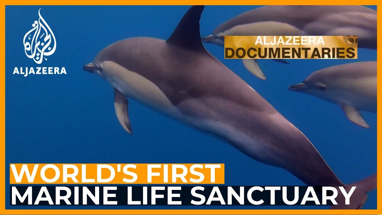 The Dolphin Sanctuary