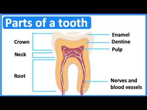 اسماء الاسنان بالانجليزي Names of teeth in English