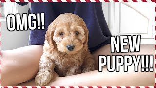 FLYING HOME TO GET MY NEW PUPPY!! | Vlogmas Day 15