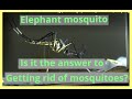 The Elephant Mosquito, It really is this big