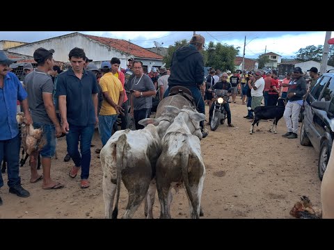 FEIRA DE CAPRINOS É OVINOS EM: ARARA-PB!!! 10/03/2026 📹🤠🏜