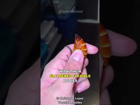 Why Is It So Hard To Kill Cockroaches