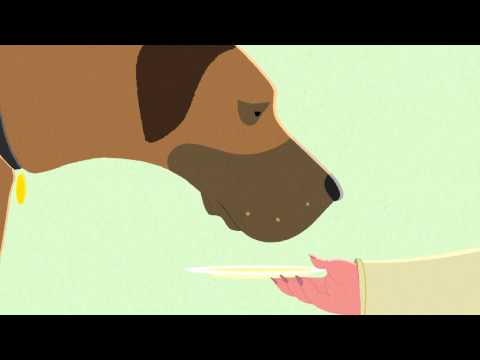 greenies making dogs sick