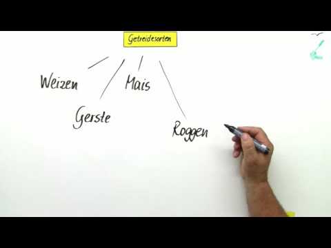 GETREIDESORTEN | GRÄSER FÜR DEN MENSCHEN | Biologie | Biologie der Pflanzen und Pilze (Mittelstufe)