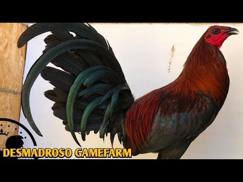 Mcrae Mugs Murphy - Desmadroso Gamefarm 💯💯💯💯🐓🐓💥💥💥💥💥💥