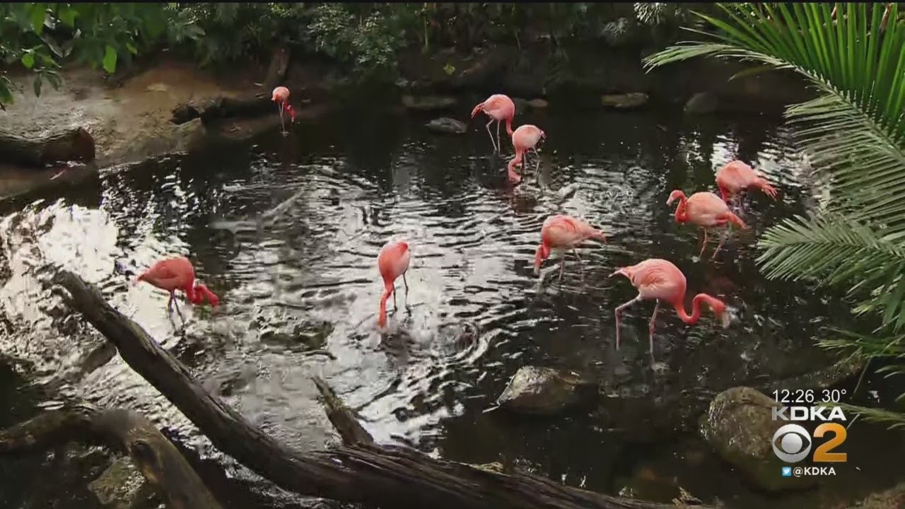 National Aviary Opens New 'Escape To The Islands' Exhibit