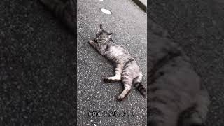 また猫と仲良くなりたくて #Shorts