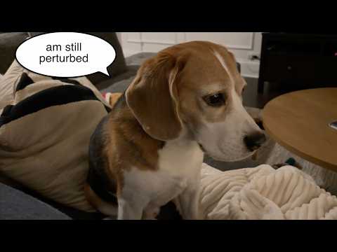 Oliver runs into some coyotes