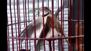 Download lagu Burung Pakling Gacor (Mongolian Lark) Suara Ocehan Paling Rame mp3