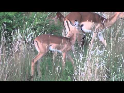 Impala breeding herd (walk in single file girls)