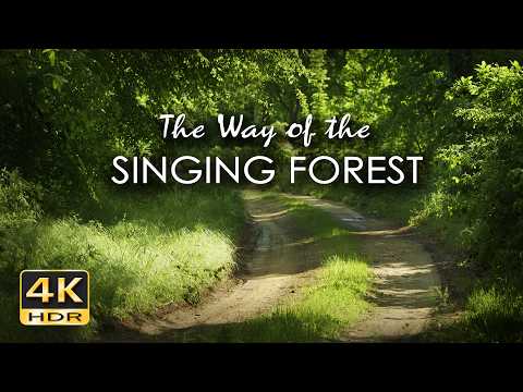 The Way of the Singing Forest  - 10h Relaxing Birdsong - NO LOOP - Birds Singing in Woods - 4K HDR