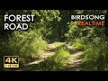 4K HDR Forest Road - 10h NO LOOP Birdsong - Birds Singing in Woods - REALTIME Relaxing Nature Sounds