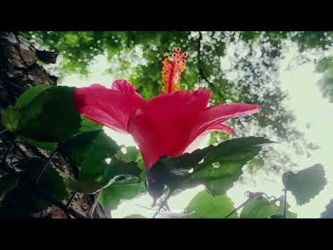 Flower cinematic | Saikat's Film | cinematic video