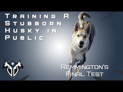 Complete Canine Training video.