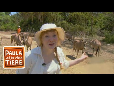 Im Reich der Antilopen  | Reportage für Kinder | Paula und die wilden Tiere