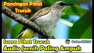 Download lagu SUARA PIKAT - PANCINGAN SUARA PIKAT BURUNG TRUCUK RIBUT SUARA JERNIH DIJAMIN PALING AMPUH mp3