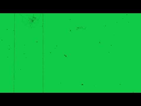 Green Screen | Damage film effects | old film grain overlay | scratches