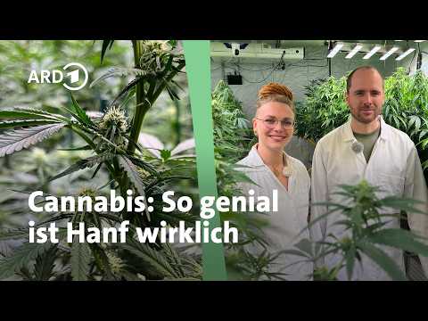 So vielseitig ist die Hanfpflanze | MDR Garten