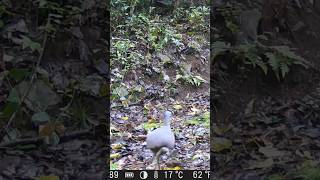 Canto Do Inhambu Chororó #shorts #shortvideo #short #explore #viralvideo #youtubeshorts #comedy #fy