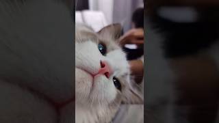 He Is The Cutest Photobomber 😂