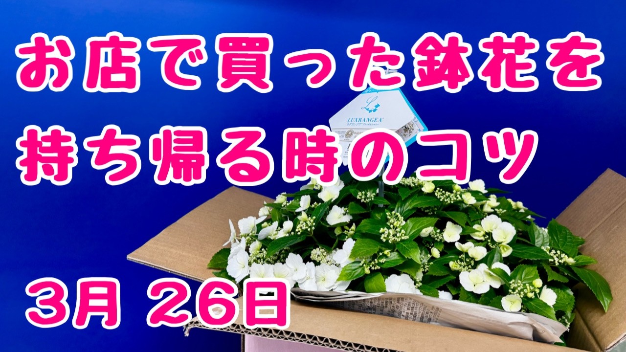 #ラグランジア 　#ブライダルシャワー　鉢増し　お店で買った大きな鉢花を持ち帰るコツ　2026年3月26日