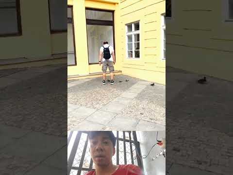 The little duckling was lucky and got away with it. #shortvideo #viral #funny #animals #short