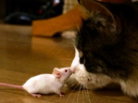 Fearless mice? Study shows parasite could change brain chemistry