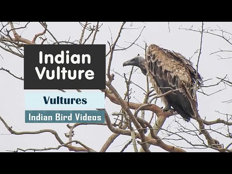 Indian Vulture long-billed Gyps indicus