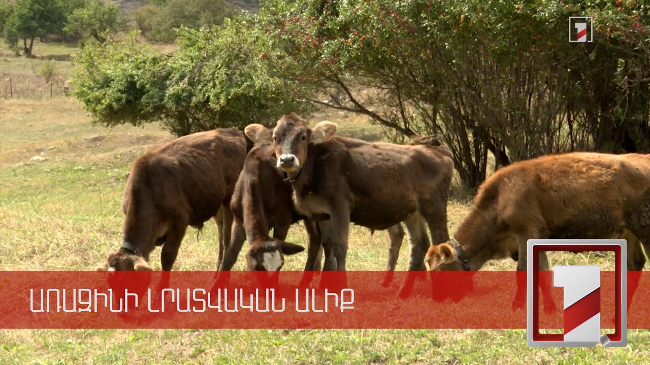 Գույք՝ առանց գույքահարկի. Հայաստանում գյուղատնտեսական կենդանիները ևս գույք կհամարվեն
