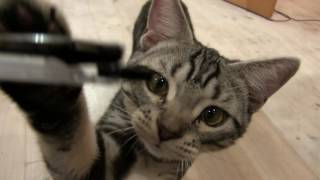 Download lagu Dengan 30 detik CAT ♪ mp3